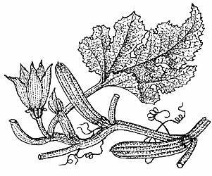 ιταλική μακαρονάδα με κολοκύθια και κολοκυθανθούς